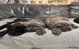Mastiff dogs for sale: Mastiff puppies (Neapolitan) - Advert 15