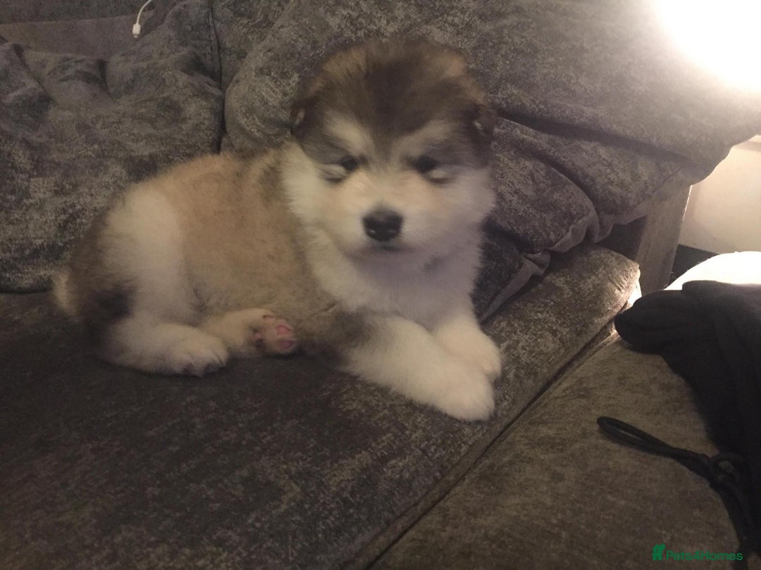 Alaskan Malamute dogs for sale: pure breed alaskan malamutes for sale - Advert 8