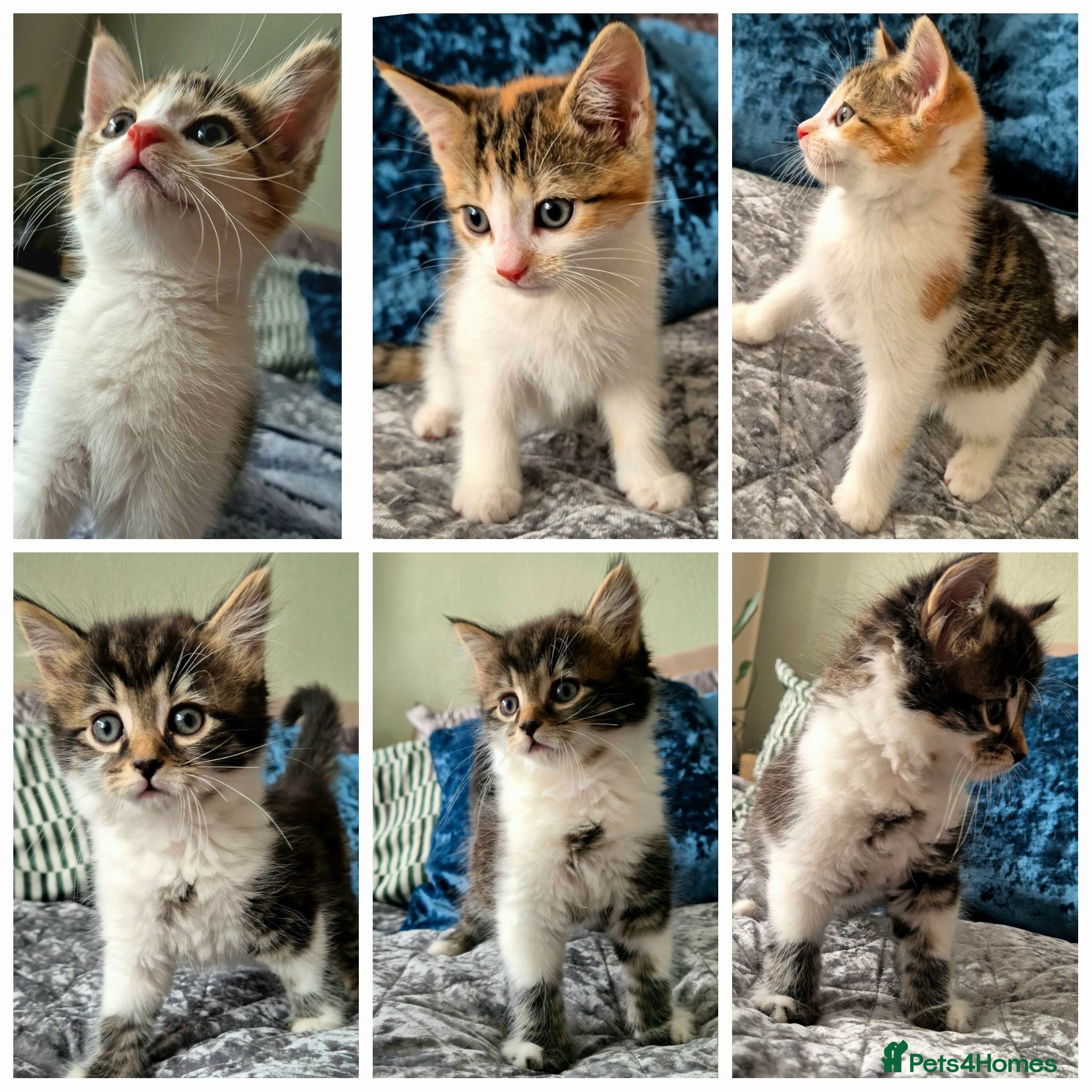 Mixed Breed cats 2 Kittens left 🐾 boy and girl 💛 - Advert 1