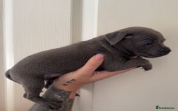 Staffordshire Bull Terrier dogs for sale: Beautiful blue staffy pups excellent pedigree  - Image 15