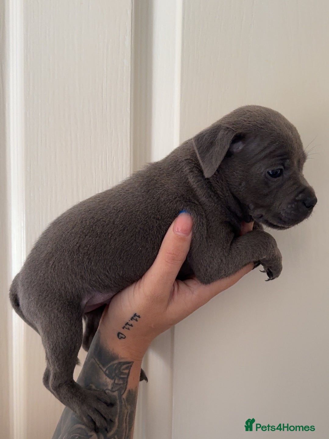 Staffordshire Bull Terrier dogs for sale: Beautiful blue staffy pups excellent pedigree  - Image 15