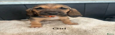 Bloodhound 5