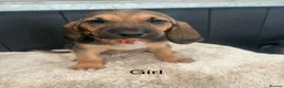 Bloodhound dogs for sale: Stunning bloodhound puppies  - Advert 6