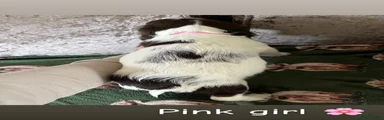 English Springer Spaniel Puppy 5