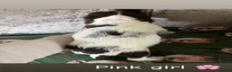 English Springer Spaniel dogs for sale: English springer spaniel puppies - Advert 6