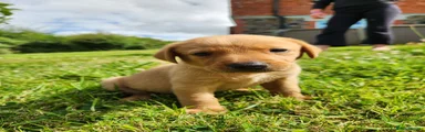 Labrador Retriever 1