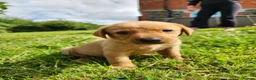 Labrador Retriever dogs for sale: Quality KC Fox Red Labradors  - Advert 33