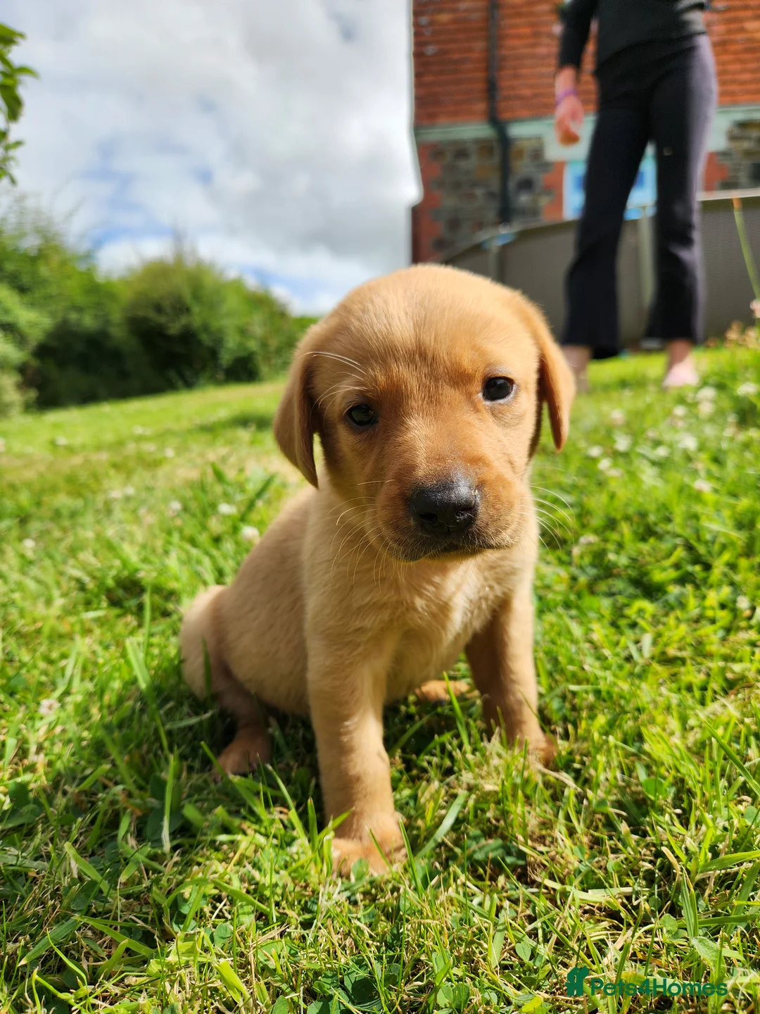Labrador Retriever dogs for sale: Quality KC Fox Red Labradors  - Advert 33