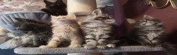 Maine Coon cats for sale: TICA reg HEALTH CHECKED Maine Coons - Advert 5