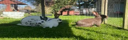 English Spot rabbits for sale: English spot rabbits - Advert 1
