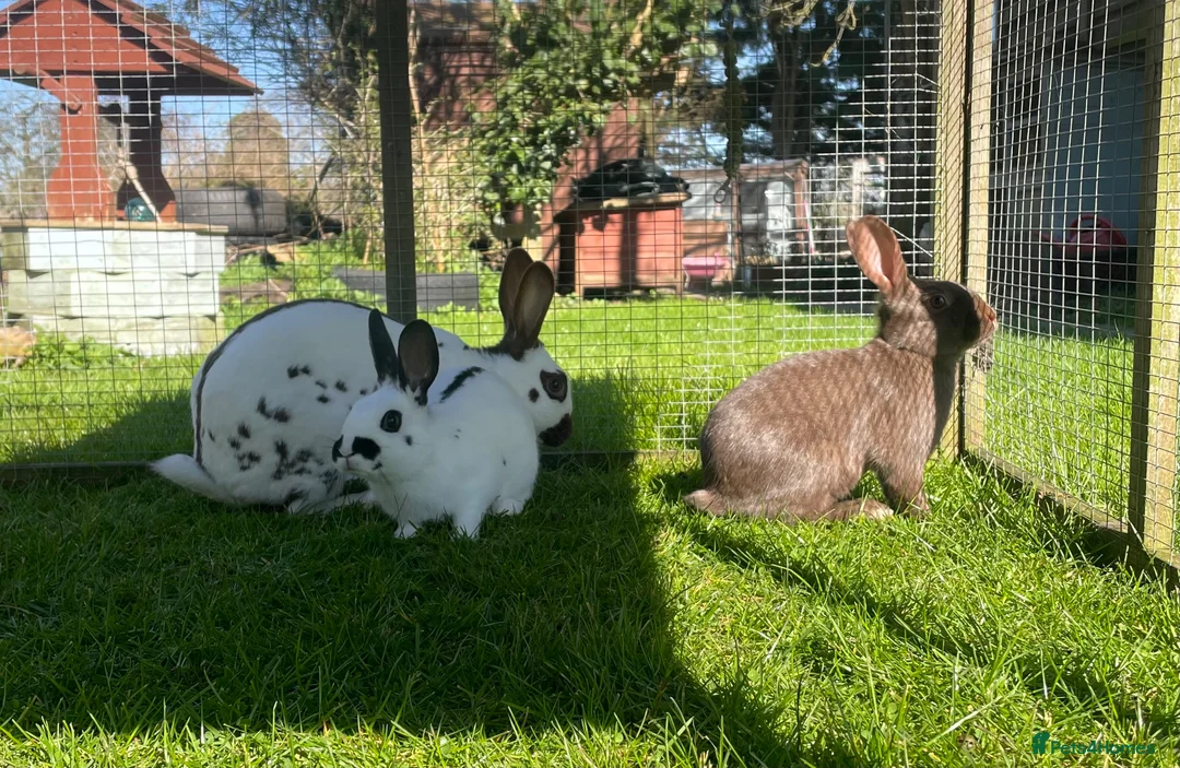 English Spot rabbits for sale: English spot rabbits - Advert 1