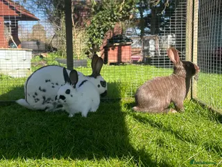 English Spot rabbits English spot rabbits - Advert 2