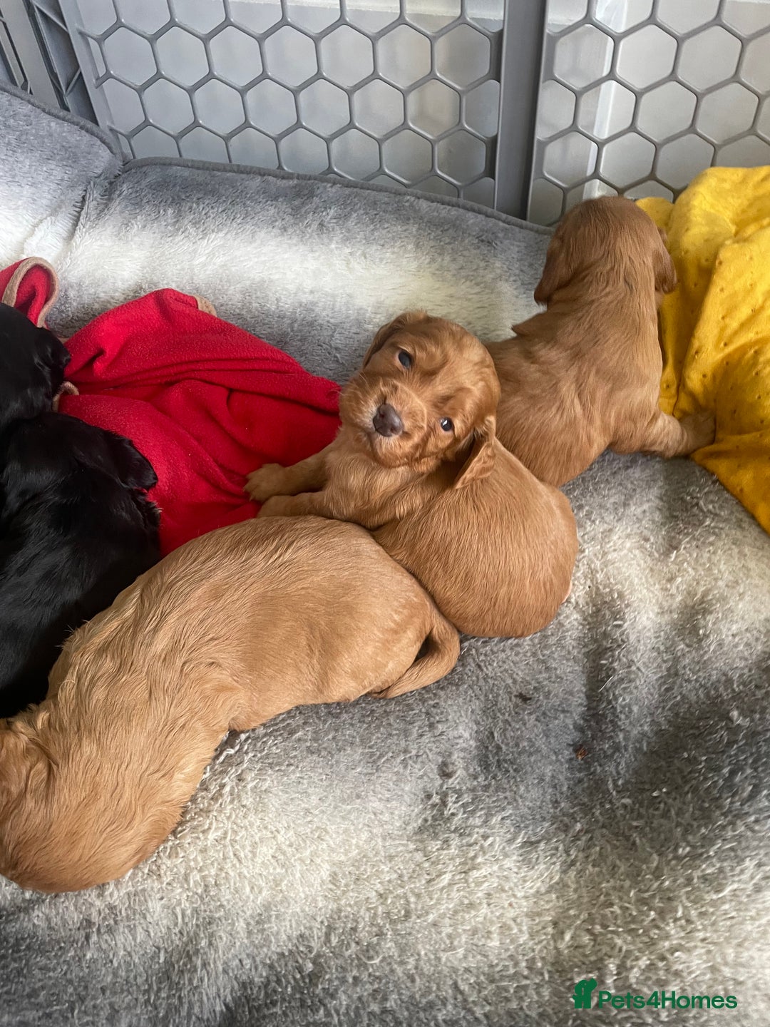 Cocker Spaniel dogs for sale: KC registered Working Cocker Spaniels For Sale - Image 4