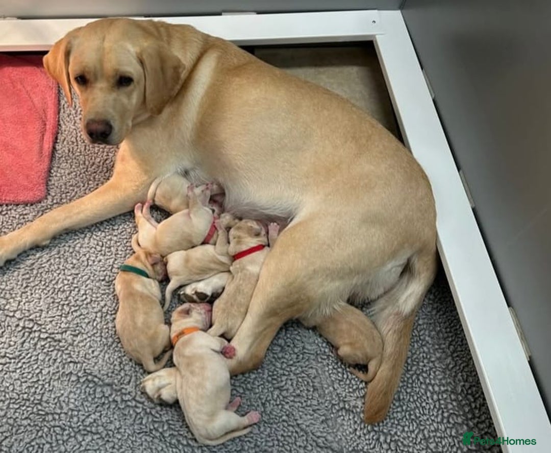 Labrador Retriever dogs for sale: Fully Health Checked Labrador Puppies - Image 8
