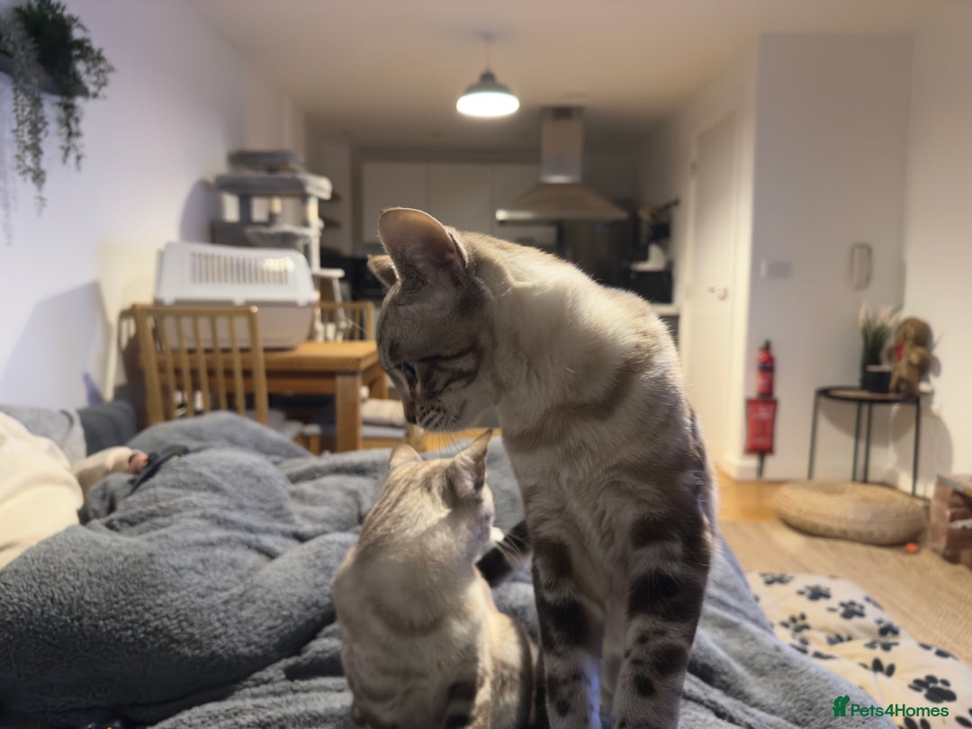 Bengal cats for sale: Buzz and Woody - Image 13