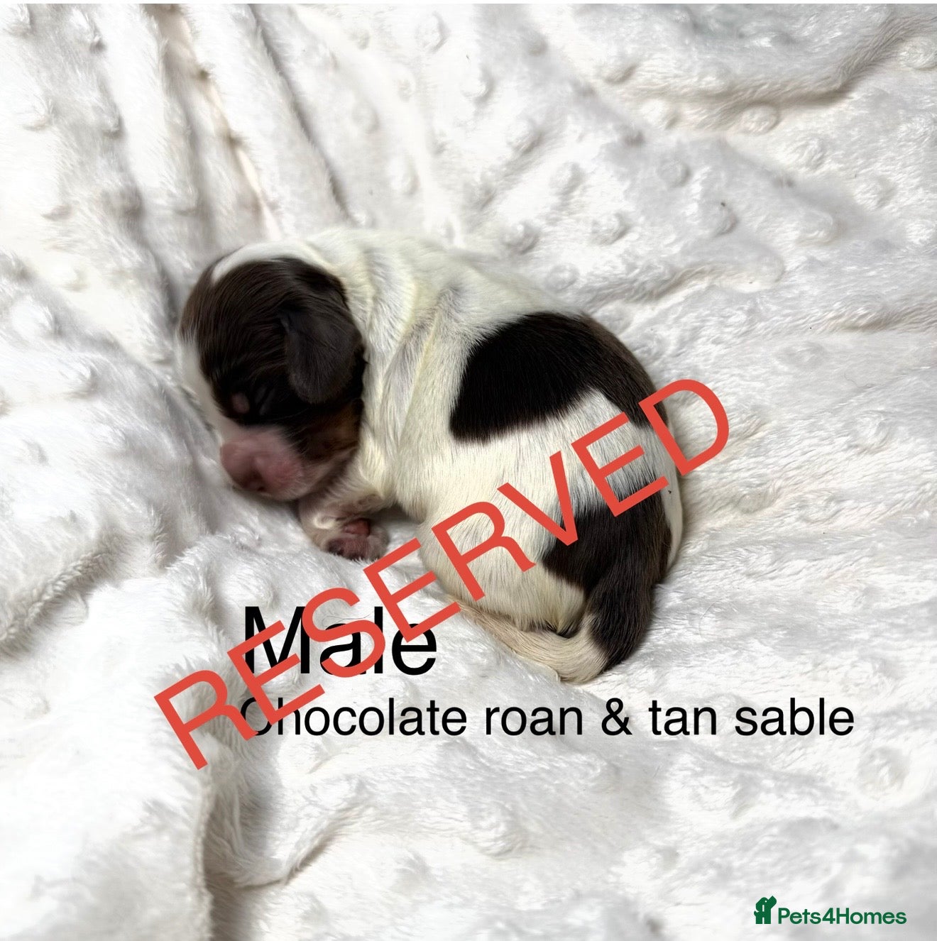 Cocker Spaniel dogs KC health tested show cocker puppies - Advert 18