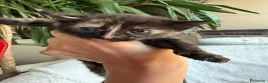 Kitten 5