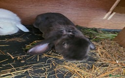 English Lop rabbits for sale: Rabbit  - Image 2