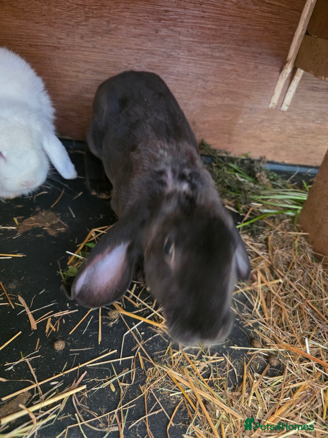 English Lop rabbits for sale: Rabbit  - Image 2