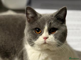 British Shorthair cats Stunning British shorthair - Advert 16