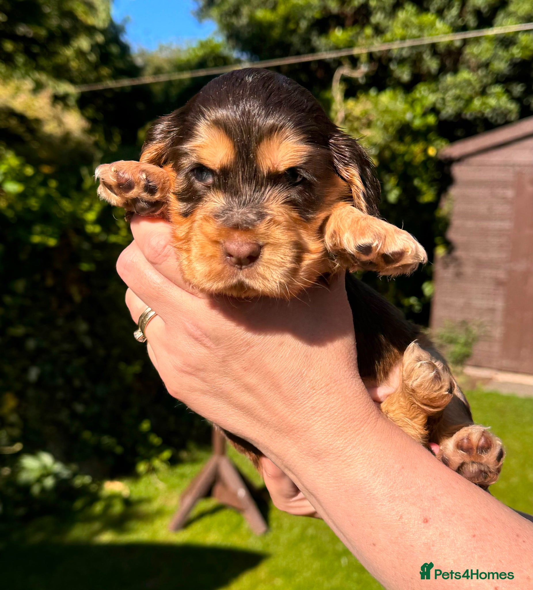 Cocker Spaniel dogs 🩷💜 ADORABLE KC HEALTH TESTED PAR SHOW COCKERS - Advert 2