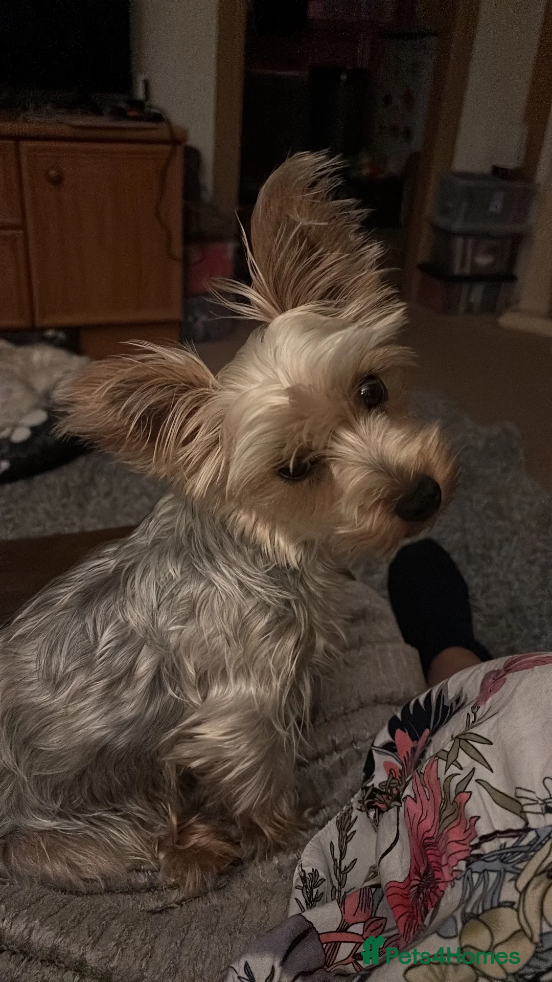 Yorkshire Terrier dogs for sale: Toy Yorkshire terrier  - Advert 4