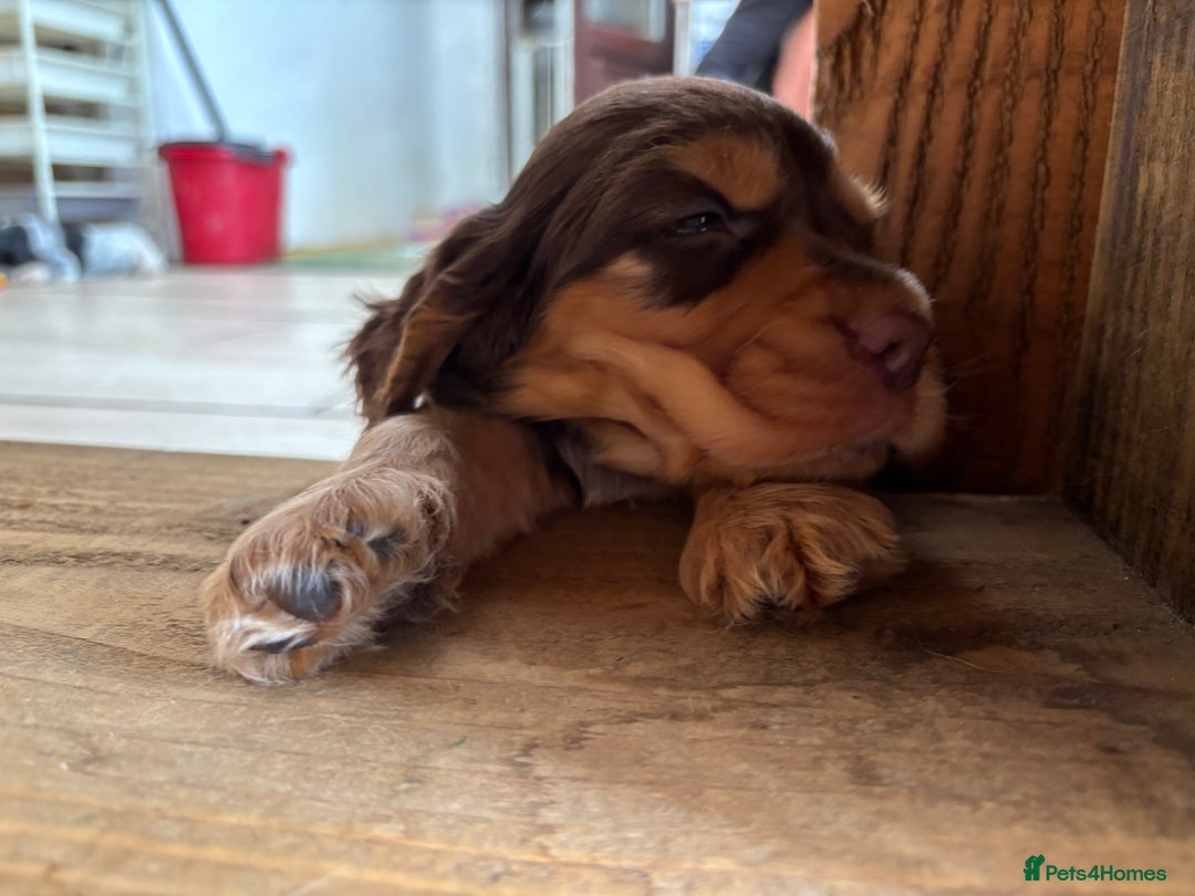 Cocker Spaniel dogs for sale: Ready 30th august import lines  - Image 40