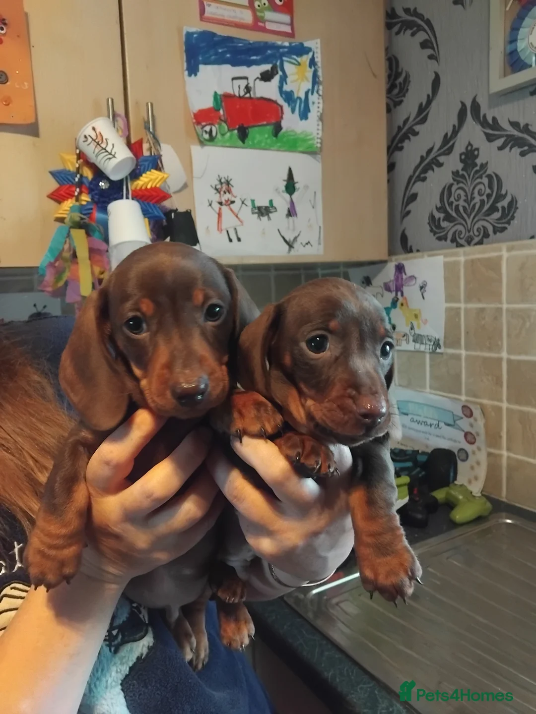 Miniature Dachshund dogs for sale: Miniature dachshund  - Advert 2