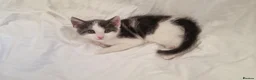 Mixed Breed cats for sale:  Beautiful Black & White Kittens Looking for home in Manchester - Advert 5