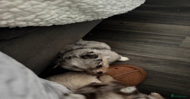 Mixed Breed dogs - Advert 7