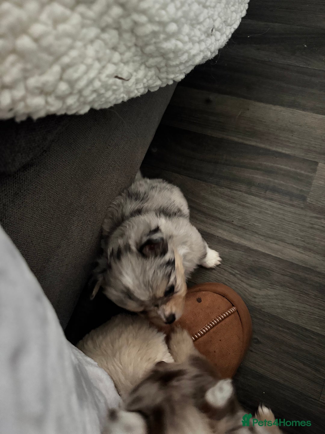 Mixed Breed dogs for sale: Pomeranian x - Image 2