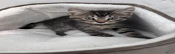 Mixed Breed cats for sale: 4 kittens 1 boy 3 girls  in Broxbourne - Advert 7