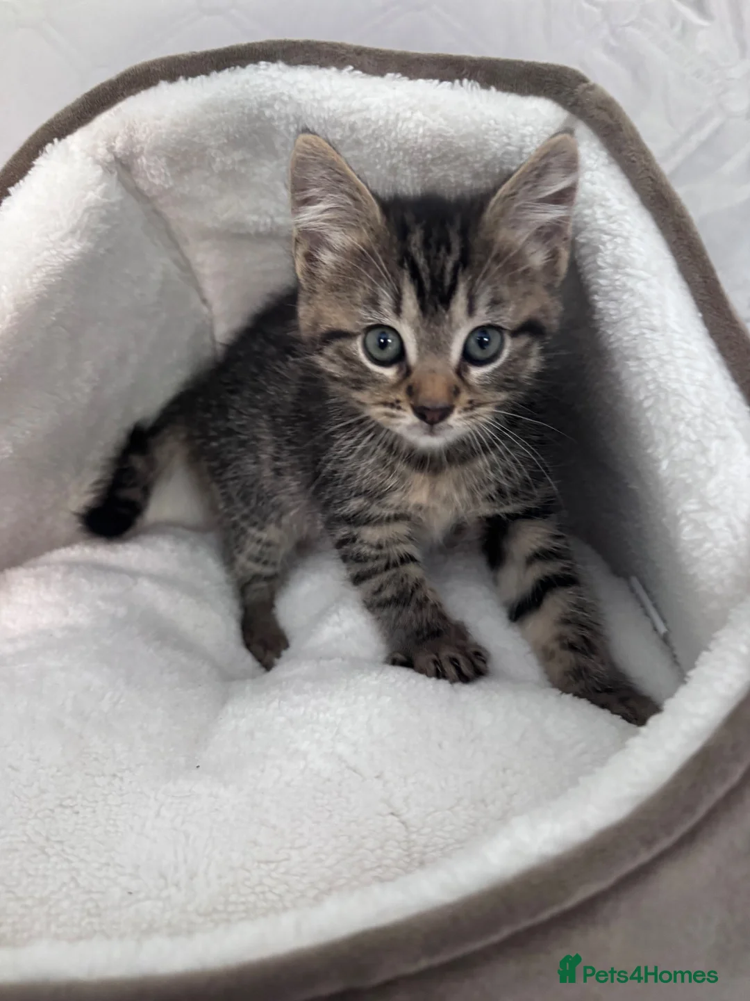 Mixed Breed cats for sale: 4 kittens 1 boy 3 girls  in Broxbourne - Advert 7