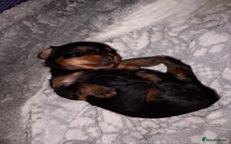 Yorkshire Terrier dogs for sale: Litter of 8, last male miniature Yorkie available - Image 1