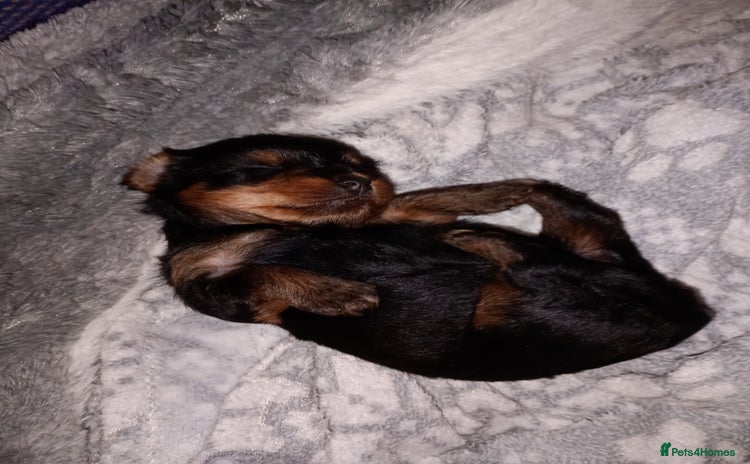 Yorkshire Terrier dogs - Advert 1