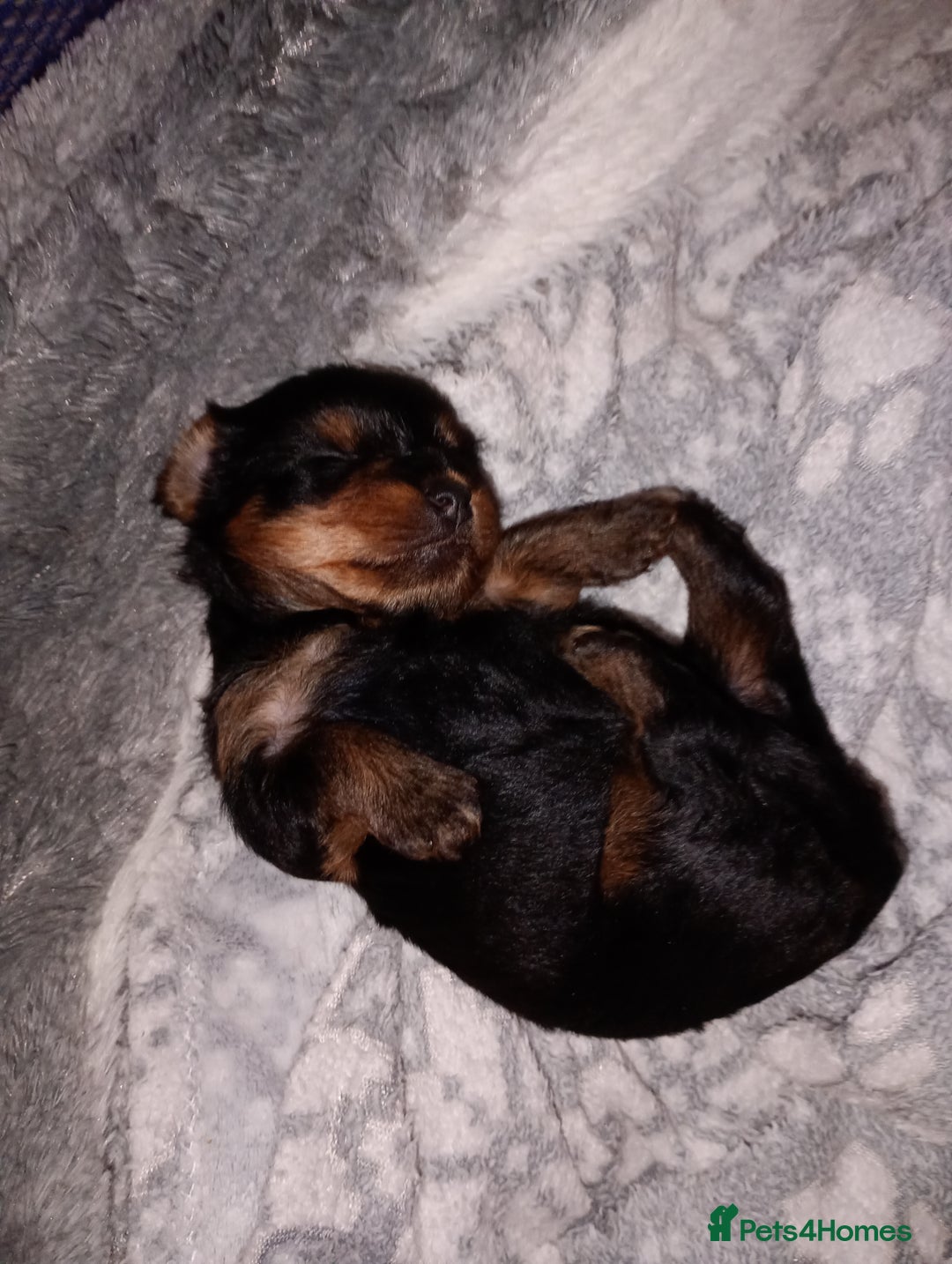 Yorkshire Terrier dogs for sale: Litter of 8, last male miniature Yorkie available - Image 1