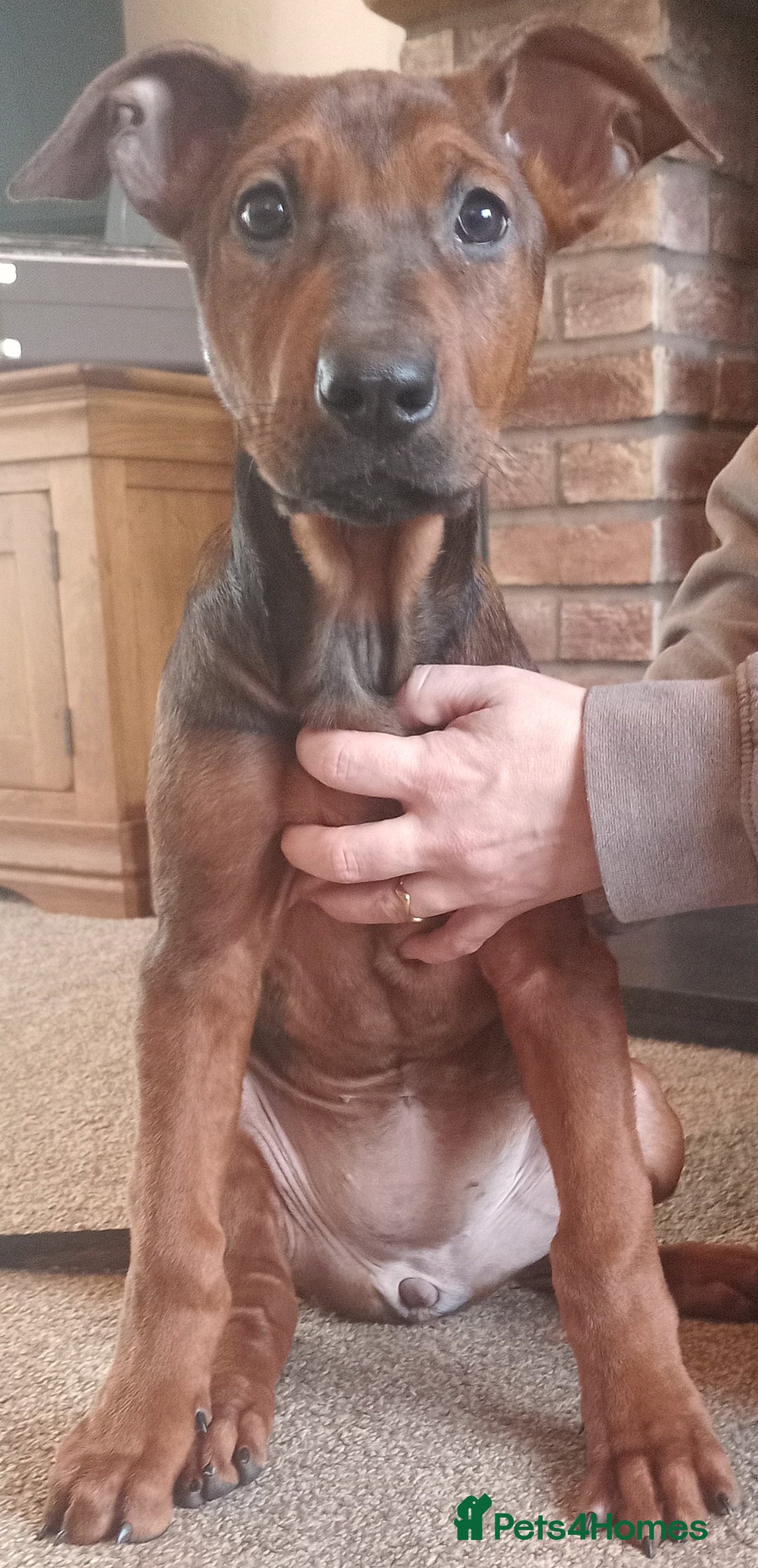 Chinese Red Dog dogs for sale: Chinese red dogs - Advert 6