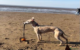 Mixed Breed dogs for sale: Gorgeous Mali x Whippet - Image 13