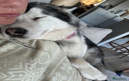 Alaskan Malamute dogs for sale: 2 year old Alaskan malamute girl  - Image 2