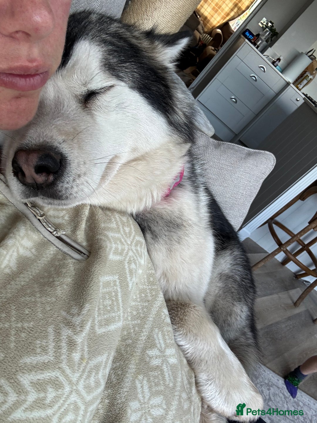 Alaskan Malamute dogs for sale: 2 year old Alaskan malamute girl  - Image 2