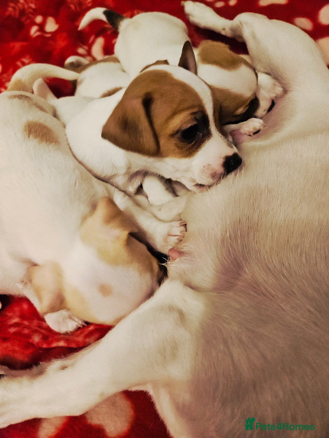 Jack Russell dogs for sale: LOVELY JACK RUSSELL PUPPIES FOR SALE. - Advert 15