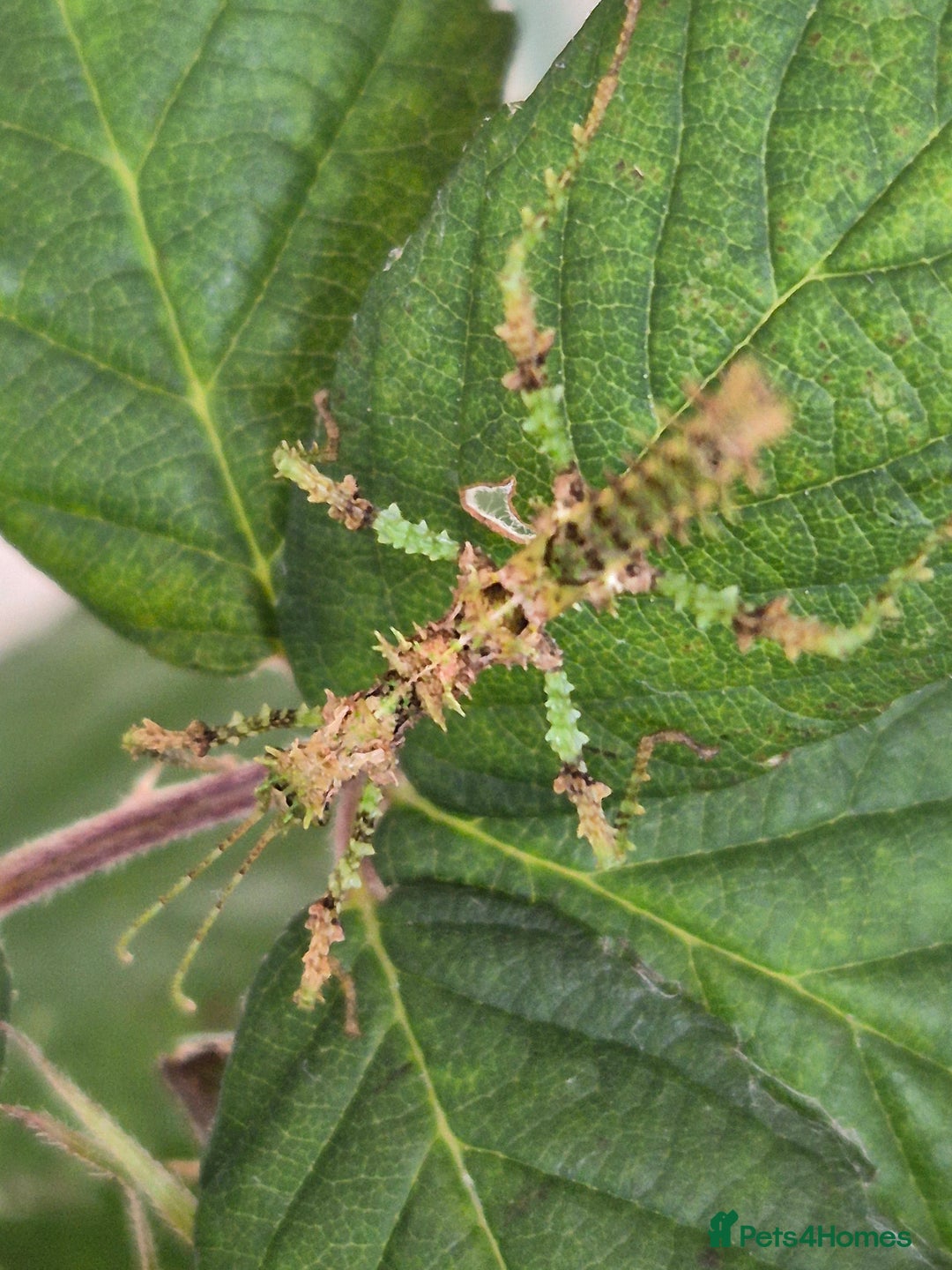Stick Insects invertebrates for sale: Live stick insects and eggs - Image 8