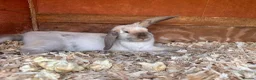 Mixed Breed rabbits for sale: Baby Rabbits  - Advert 5