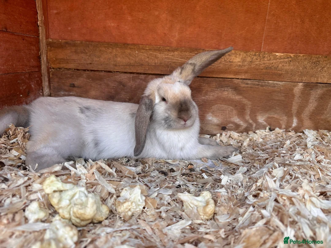 Mixed Breed rabbits for sale: Baby Rabbits  - Advert 5