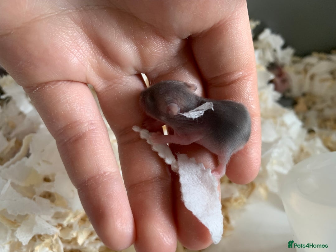 Hamster rodents for sale: Russian dwarfs  - Image 6