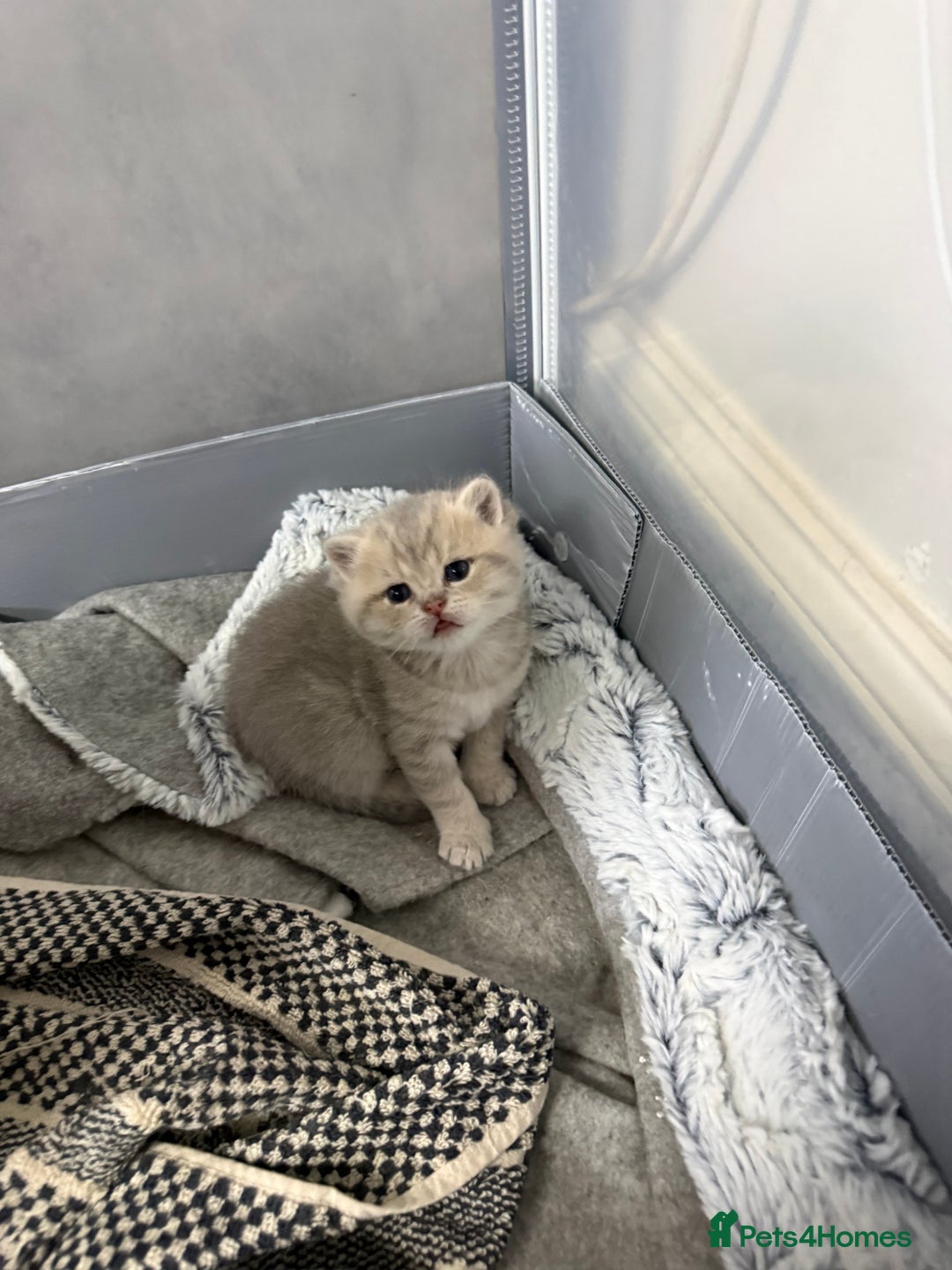 British Shorthair cats for sale: British shorthair silver tipped - Advert 6