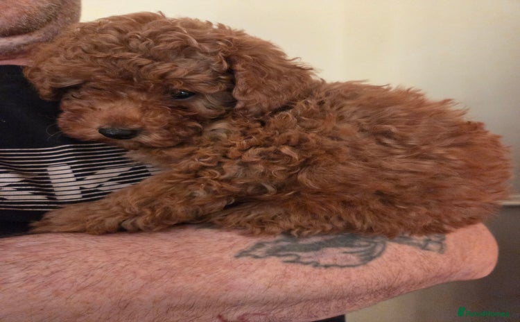 Toy Poodle dogs - Advert 10