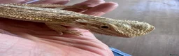Bearded Dragon reptiles for sale: Baby Bearded Dragon 12 weeks - Advert 3