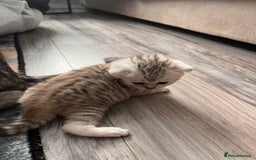 Scottish Fold cats for sale: 3 Scottish fold girls for sale. - Image 6