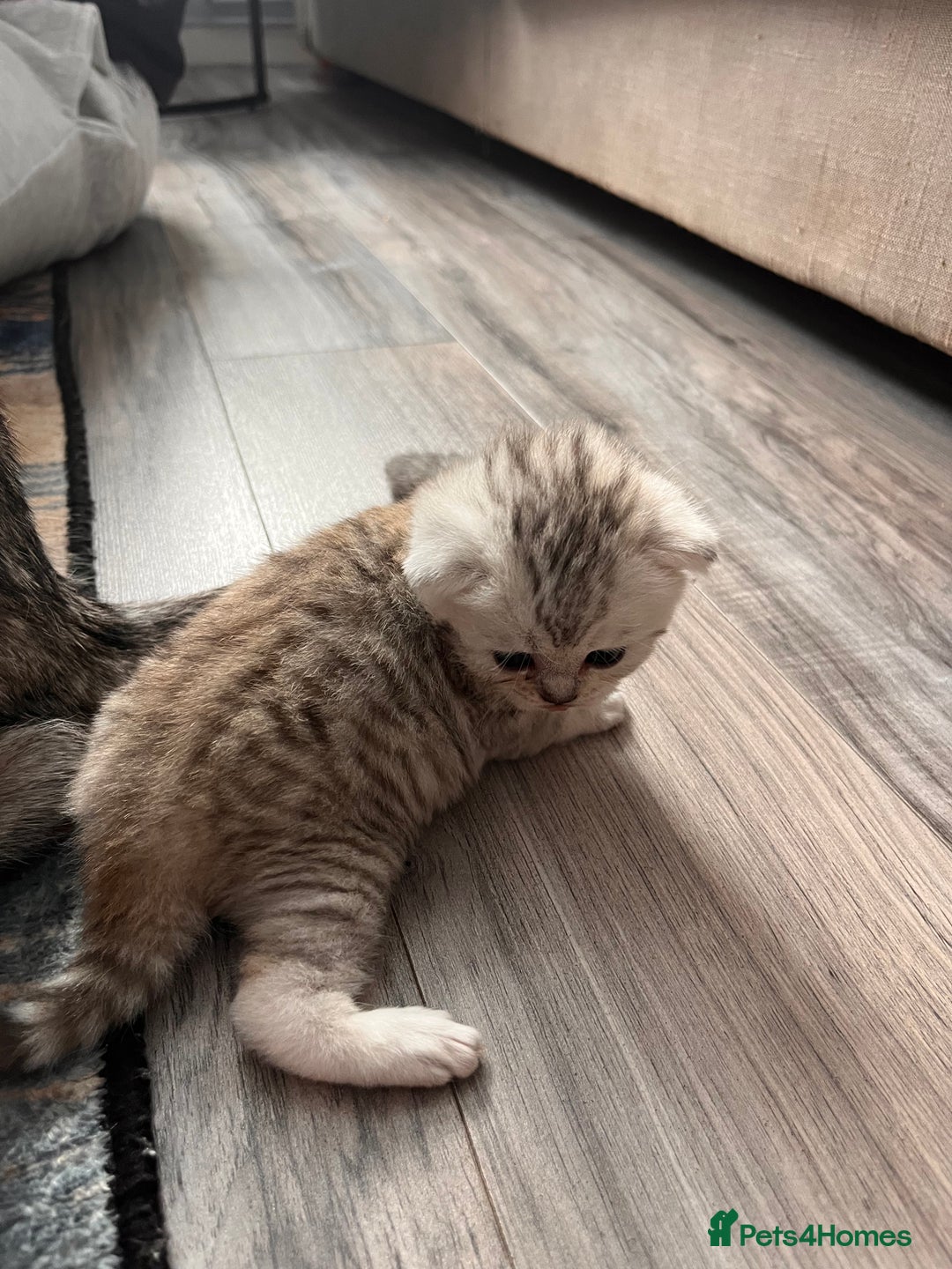 Scottish Fold cats for sale: 3 Scottish fold girls for sale. - Image 6